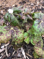 Podophyllum hexandrum
