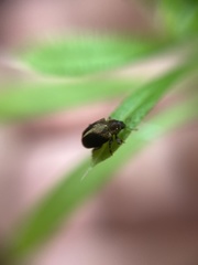 Lignyodes enucleator