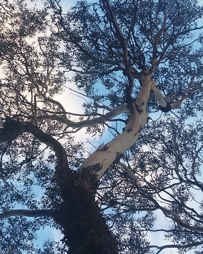 Eucalyptus occidentalis, 2026-09-29