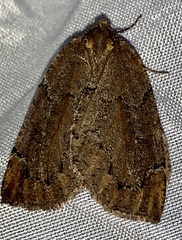 Spodolepis substriataria