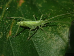 Meconema