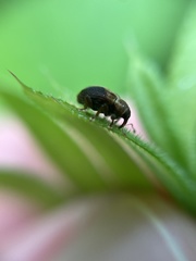 Lignyodes enucleator