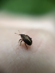 Lignyodes enucleator