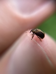 Lignyodes enucleator