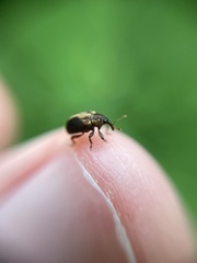 Lignyodes enucleator