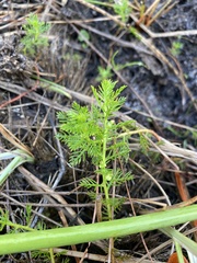 Proserpinaca pectinata