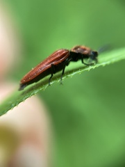 Anostirus purpureus