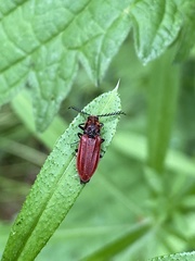 Anostirus purpureus