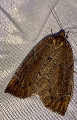 Spodolepis substriataria