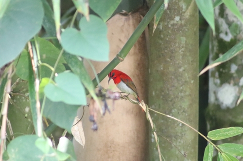 Temminck's Sunbird