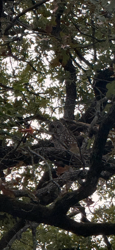 Barred Owl