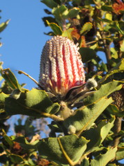 Banksia coccinea