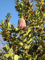 Banksia coccinea