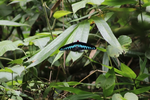 Rajah Brooke's Birdwing