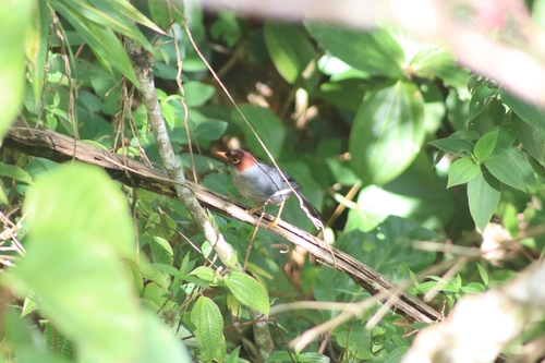 Chestnut-hooded Laughingthrush