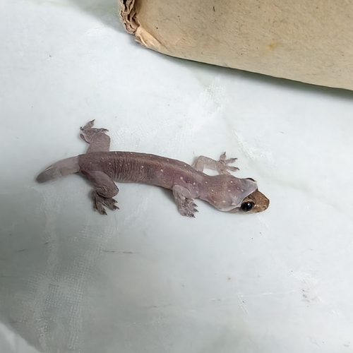 Common Four-clawed Gecko