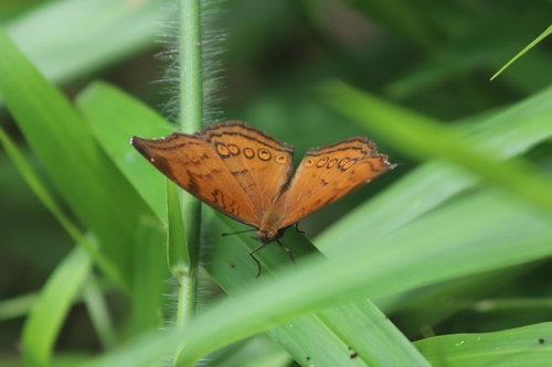 Brown Pansy