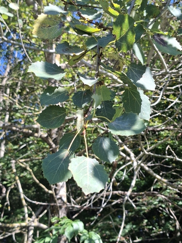 European aspen