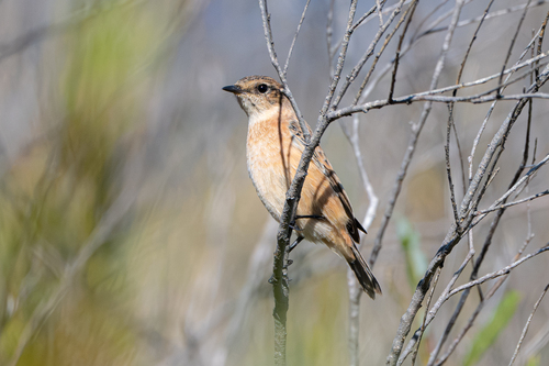 Amur Stonechat