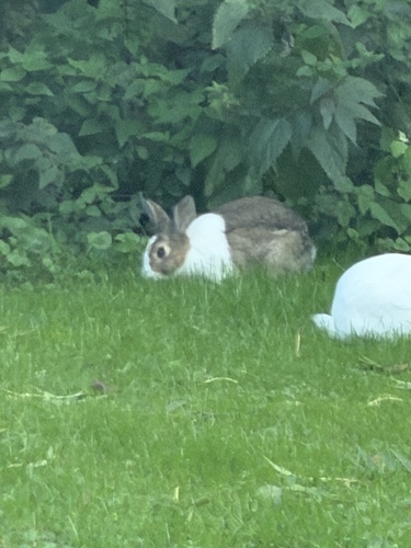 Domestic Rabbit