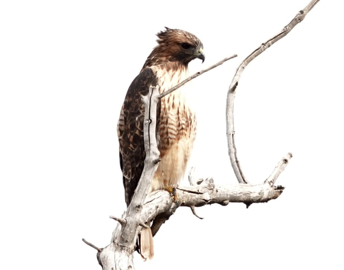 Red-tailed Hawk
