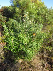 Banksia formosa