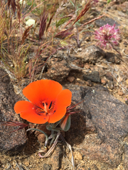 Calochortus kennedyi