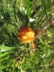 Banksia formosa