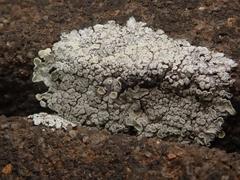 Protoparmeliopsis muralis