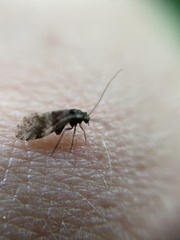 Caecilius fuscopterus