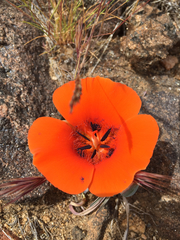 Calochortus kennedyi