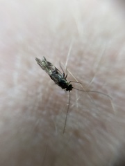 Caecilius fuscopterus