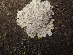Protoparmeliopsis muralis