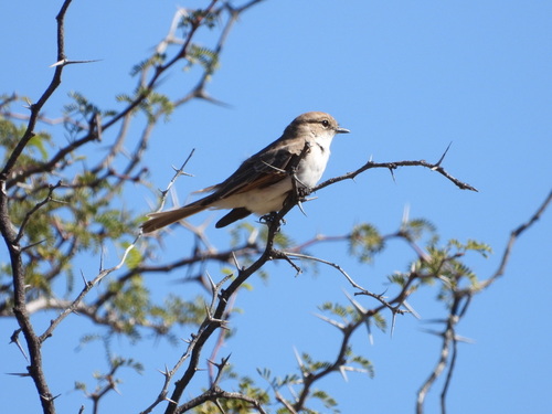 iNaturalist image