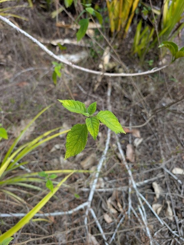 Varronia tomentosa observed 2026-09-16