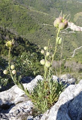 Alyssoides utriculata