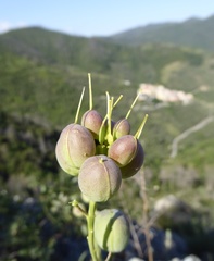 Alyssoides utriculata