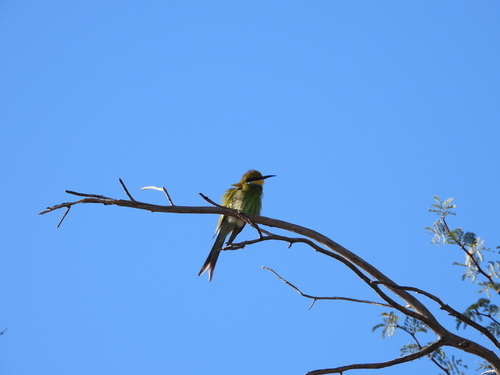 iNaturalist image
