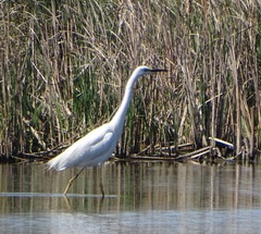 Ardea alba