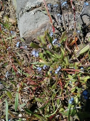Myosotis ramosissima