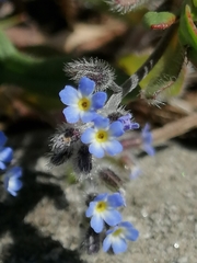 Myosotis ramosissima
