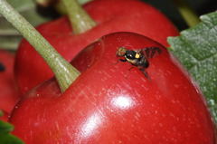 Rhagoletis cerasi