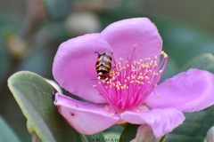 Cryptocephalus trifasciatus