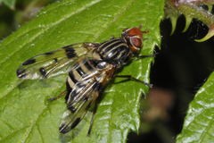 Otites porcus