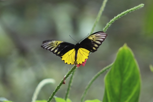 Malayan Birdwing