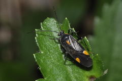 Capsodes flavomarginatus