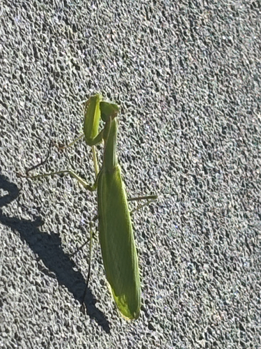 European Mantis