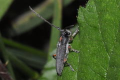 Phytoecia pustulata