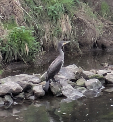 Great Cormorant