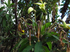 Siphocampylus giganteus